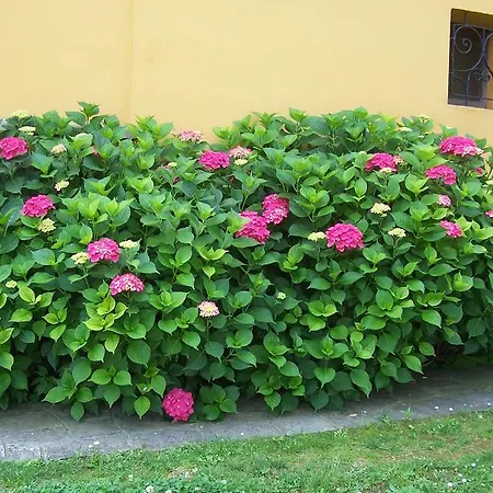 Cascina La Pacioretta 컨트리하우스 니차몬페라토